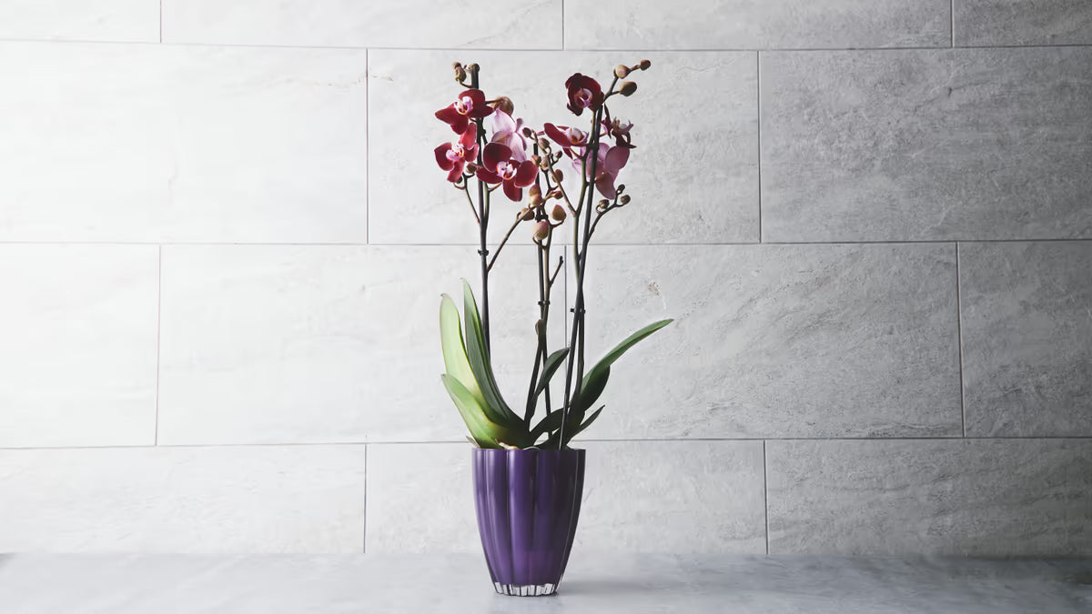 2 Grenet Lilla Orkide