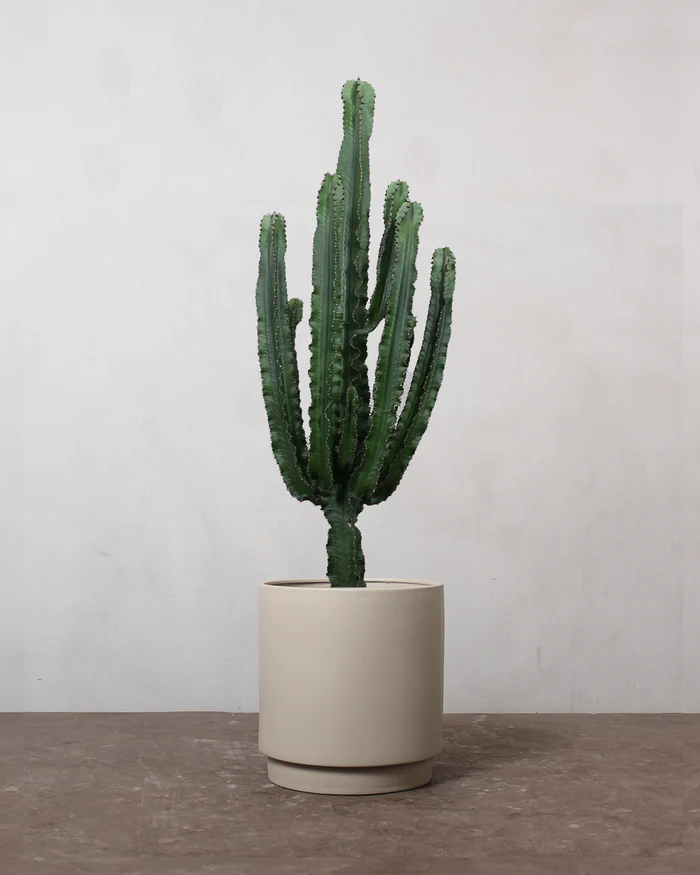 Euphorbia Eritrea 60-80 cm