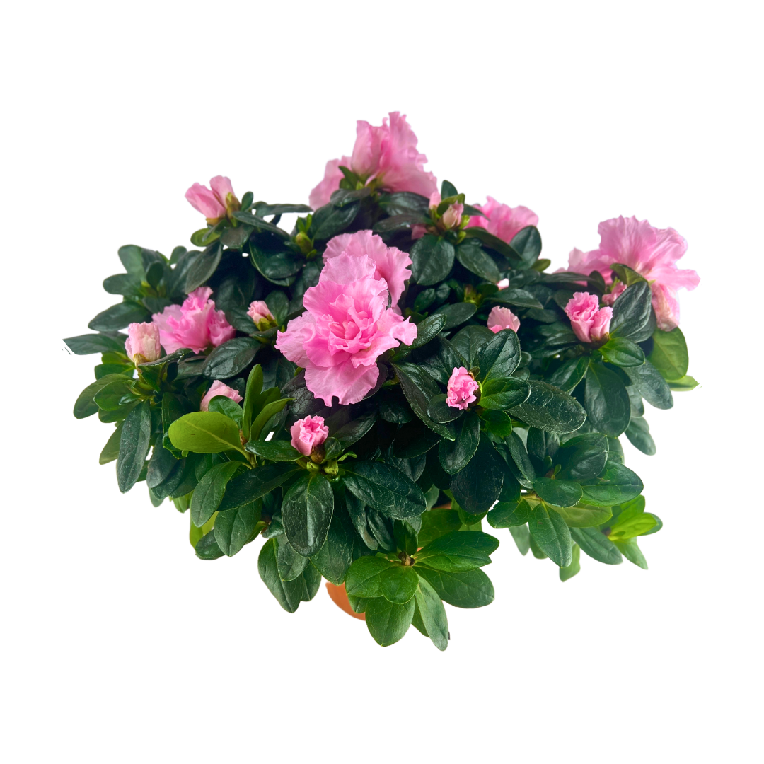 Lyserød Azalea Drøm med potte