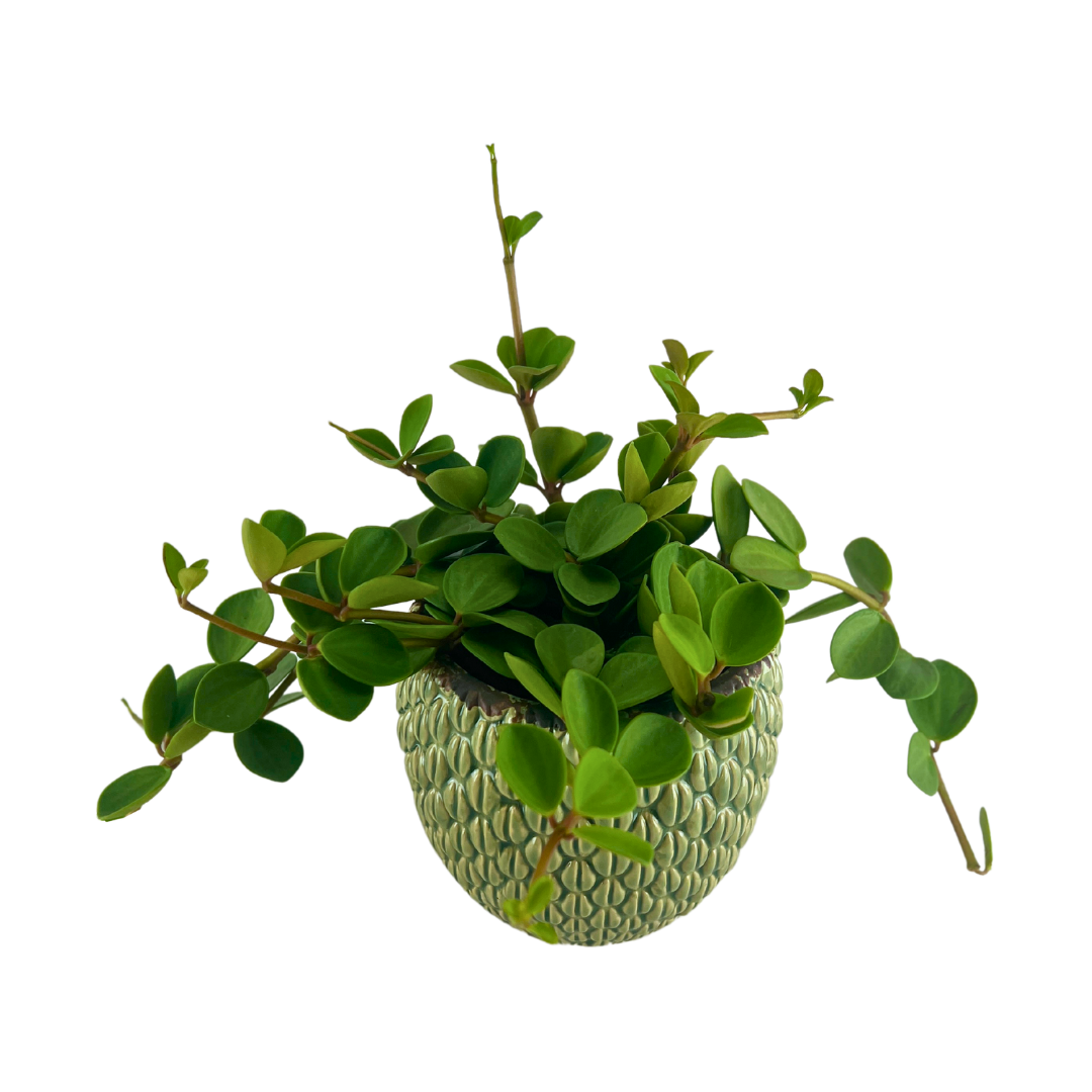 Grøn Peperomia Elegance inkl.potte