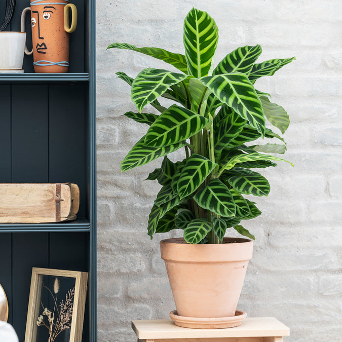 Fiskebensplante, Calathea Zebrina , Ø19 cm potte