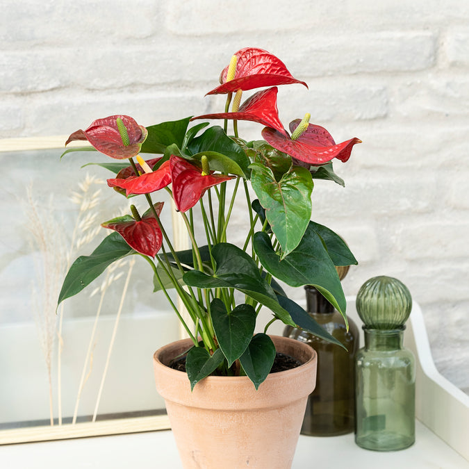 Flamingoblomst, Anthurium andr. , Ø17 cm potte