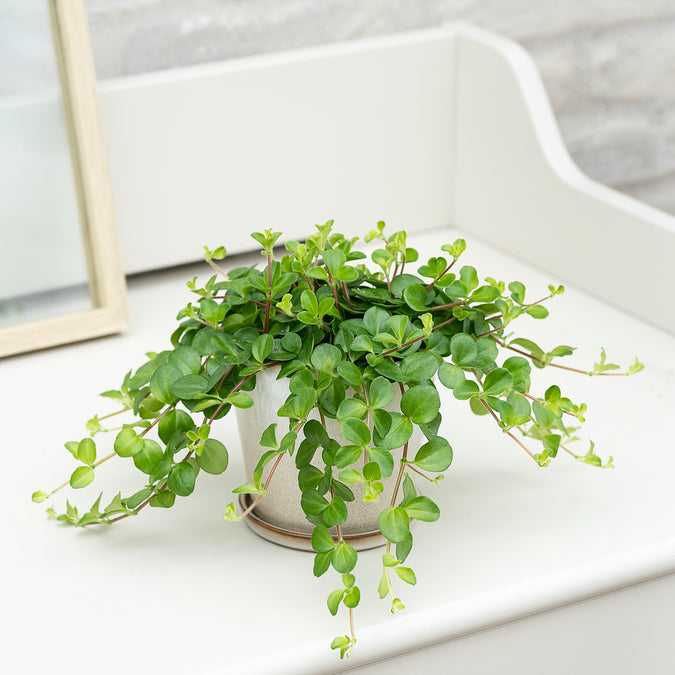 Radiatorplante, Peperomia Rotundifolia, Ø12 cm potte