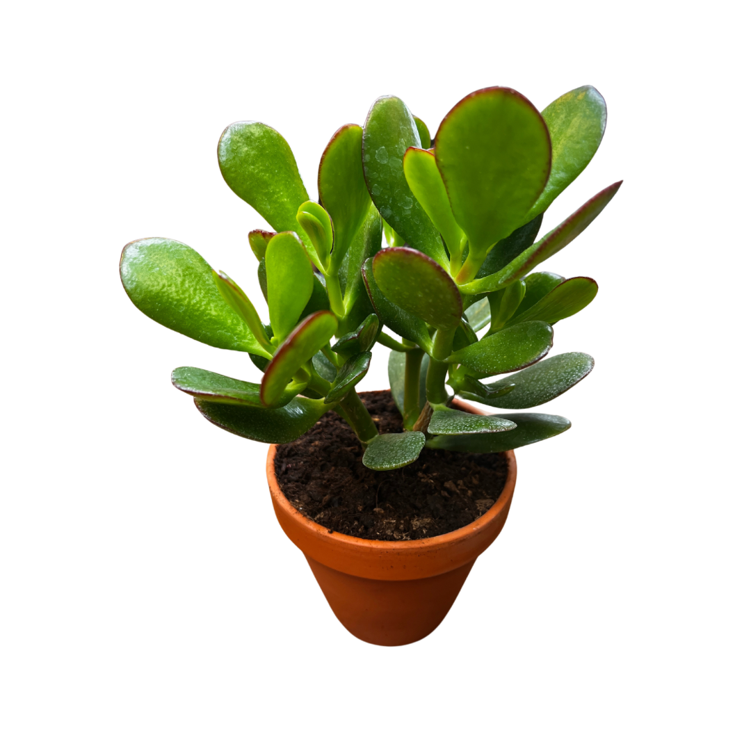 Sukkulent, Crassula