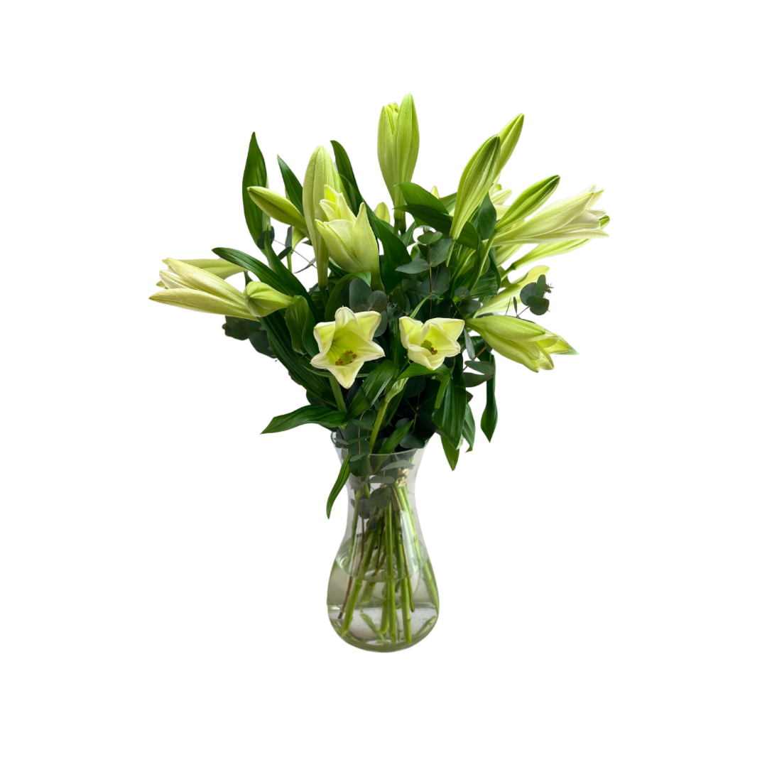 De smukkeste hvide lange longi liljer