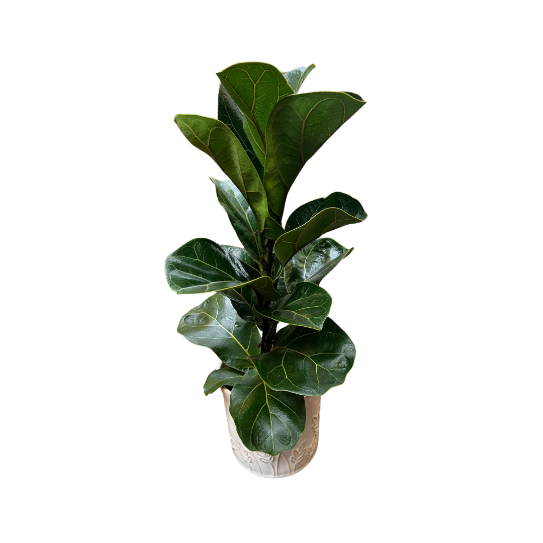Violinfigen, Ficus Lyrata, Ø12 cm potte