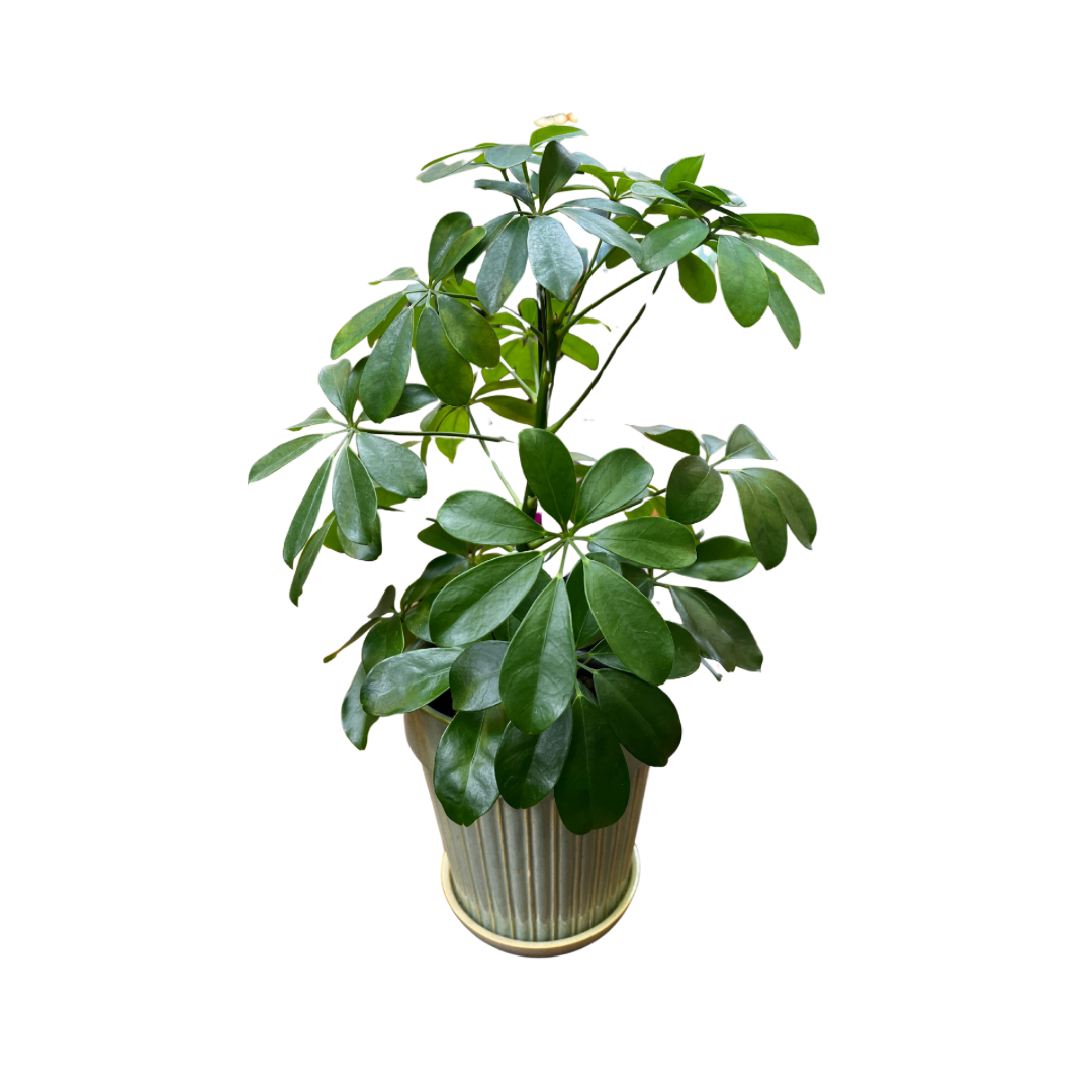 Paraplytræ, Schefflera arb. 'Nora', Ø13 cm potte