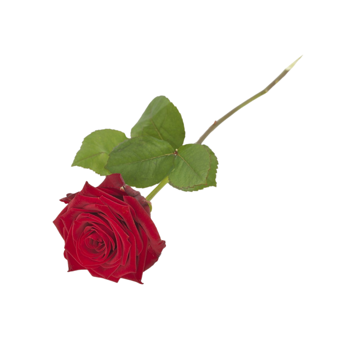 Langstilket rød rose