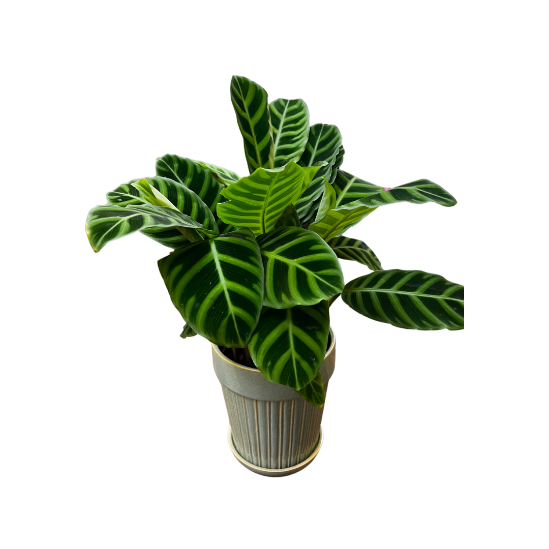 Fiskebensplante, Calathea Rufibarba, 13,5 cm potte