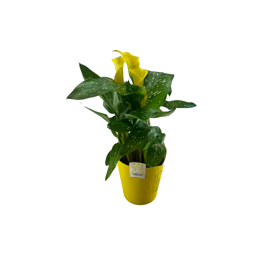 Kalla, Zantedeschia Sunclub, gul