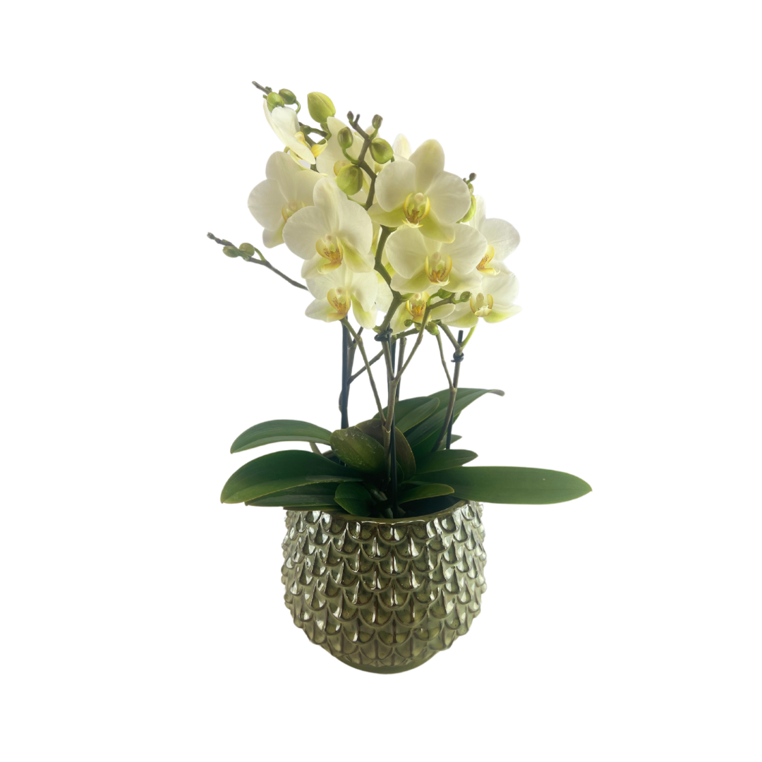Orkidé, Phalaenopsis hvid farver