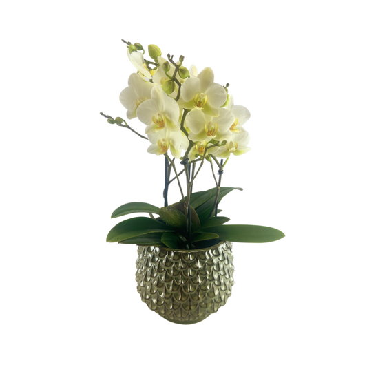 Orkidé, Phalaenopsis   hvid farver