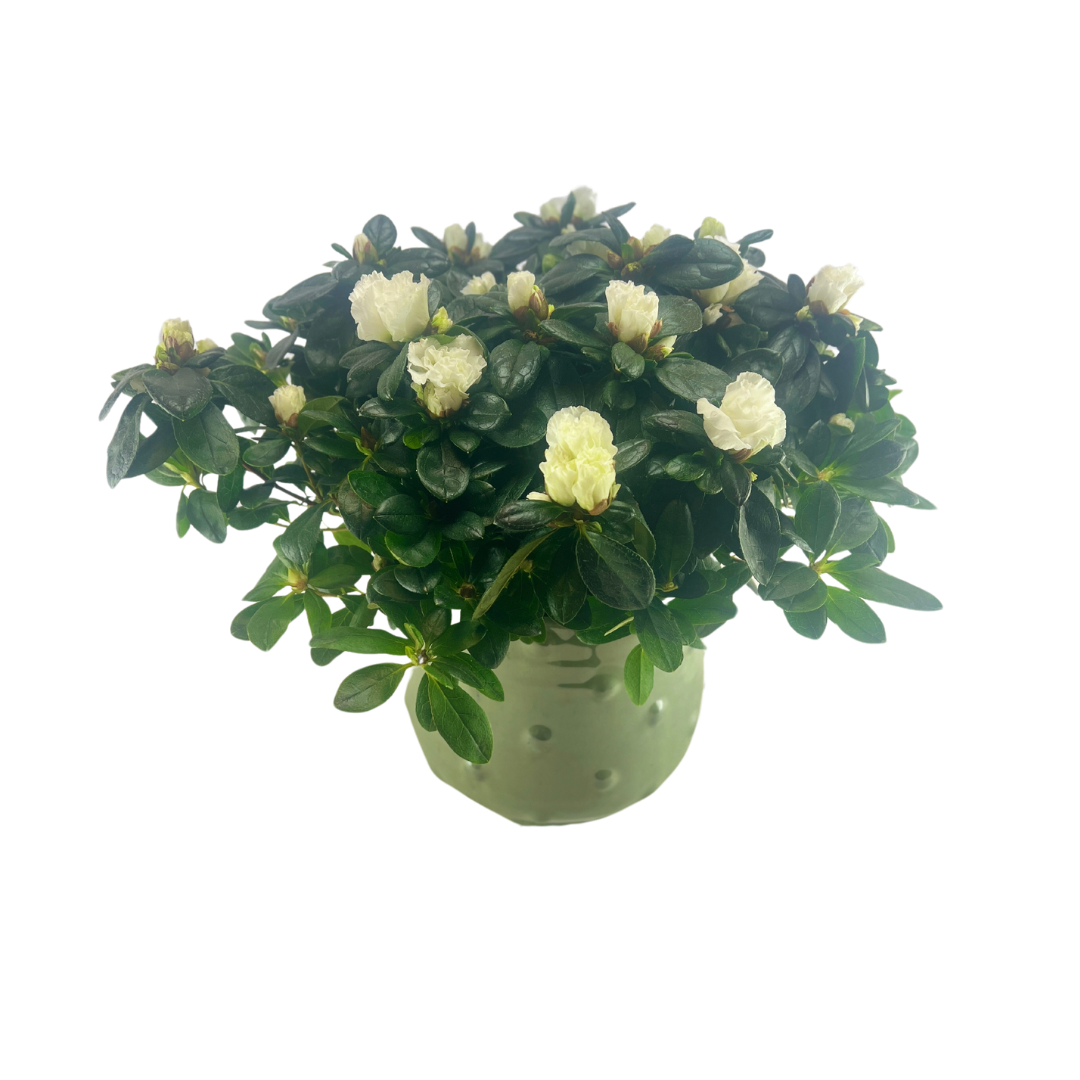 Hvid Azalea Elegance