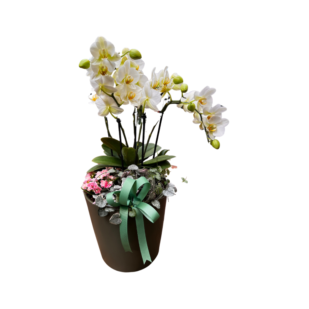 Sammenplantning INDENDØRS