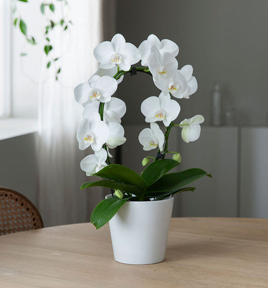 Hvid Orkide i Bøjlepragt