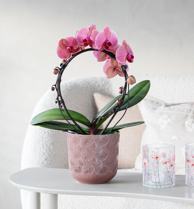 Lyserøde Orkide i Bøjlepragt