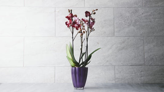 2 Grenet Lilla Orkide