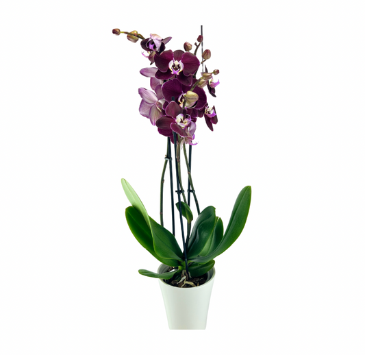 2 Grenet Lilla Orkide inkl.potte