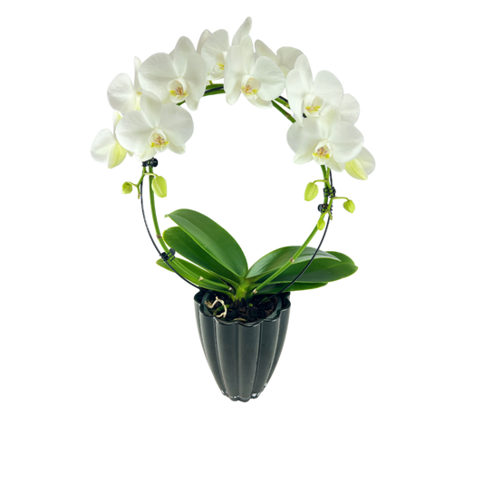 Hvid Orkide i Bøjlepragt inkl.potte