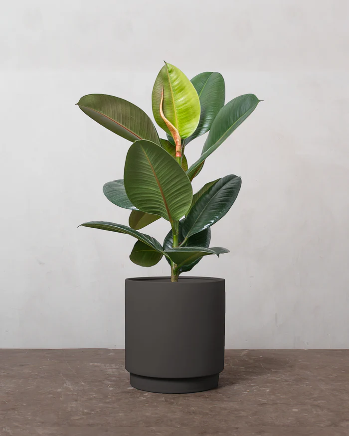Gummitræ, Ficus Elastica 'Robusta'