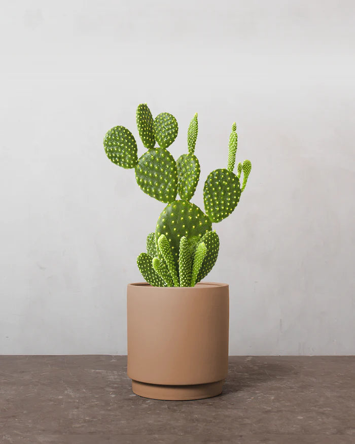 Mickey Mouse Kaktus, Opuntia microdasys