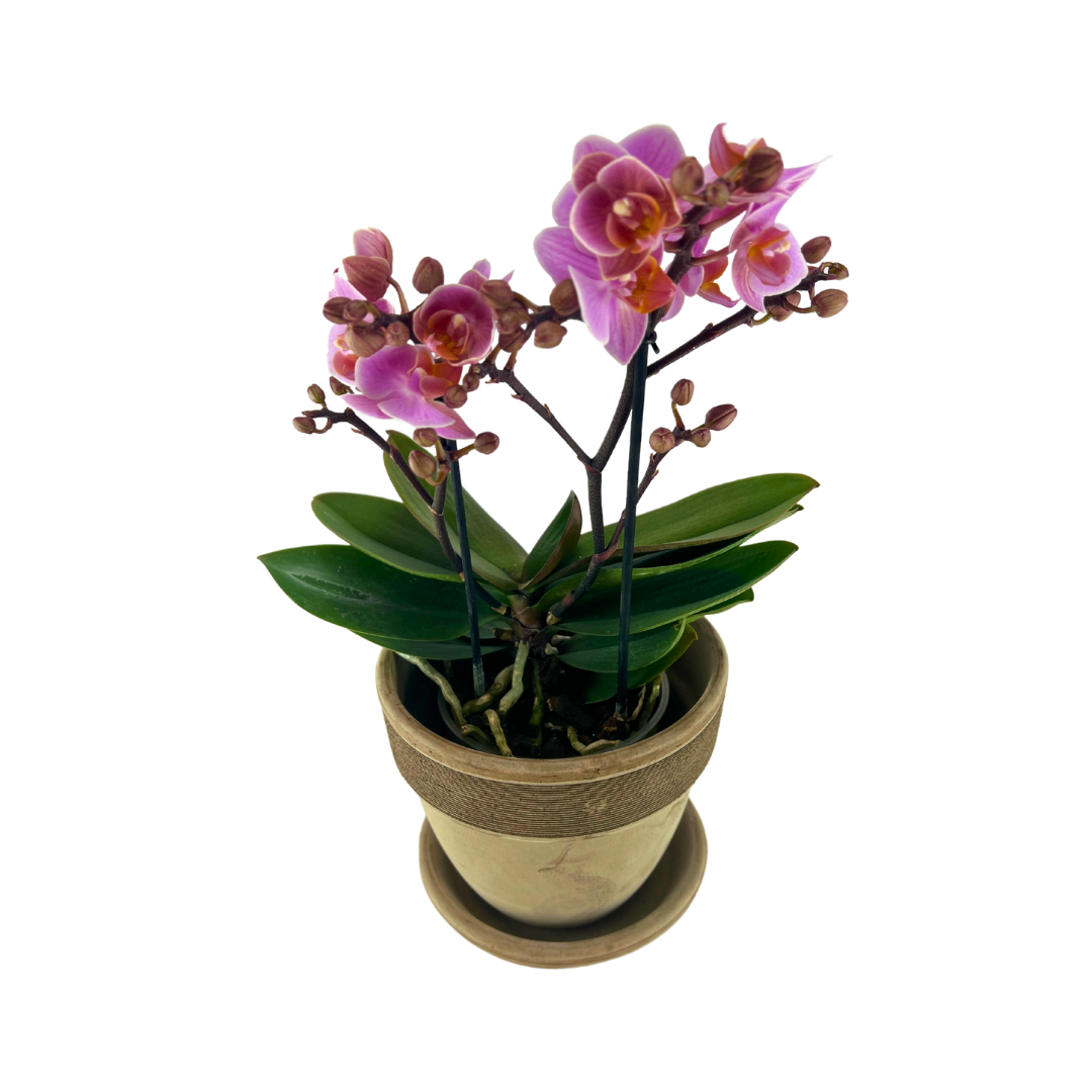 2 Grenet Lyserød Orkide inkl.potte