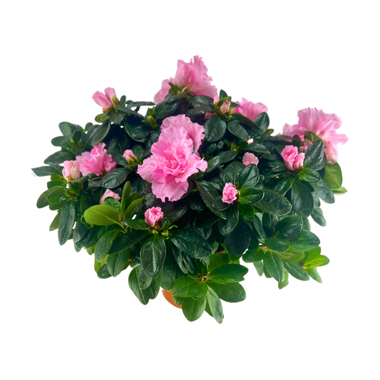 Lyserød Azalea Drøm med potte