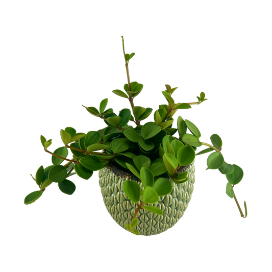 Grøn Peperomia Elegance inkl.potte
