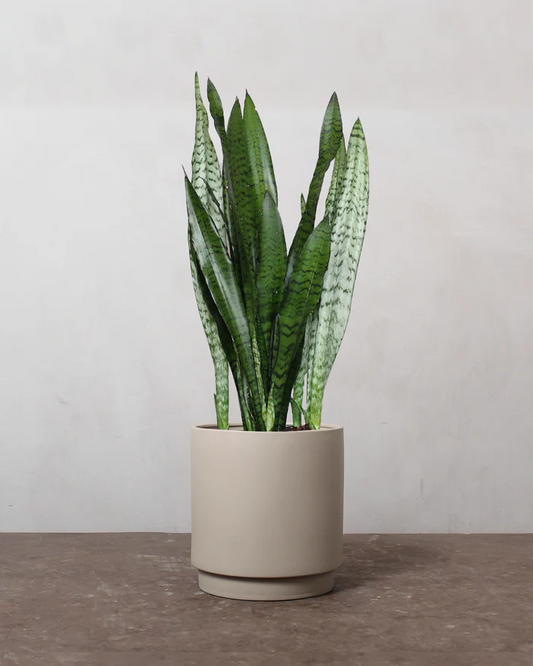 Sansevieria 'Black Coral'