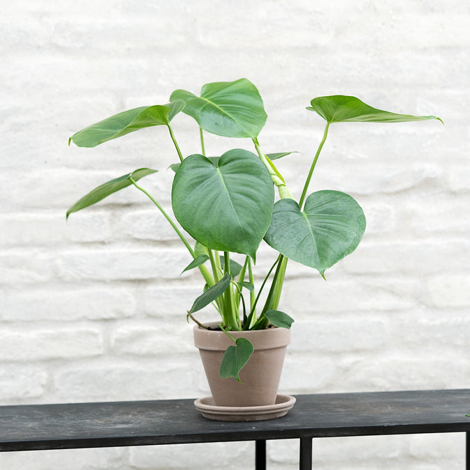 Fingerphilodendron Fingerphilodendron, Monstera deliciosa, Ø13 cm potte