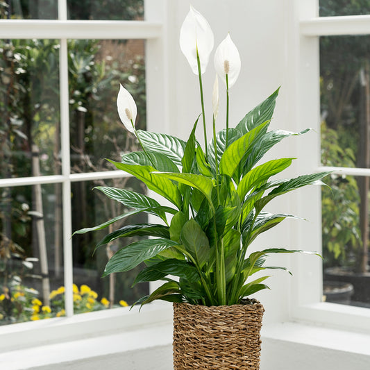 Fredslilje, Spathiphyllum 'Vivaldi', Ø17 cm potte