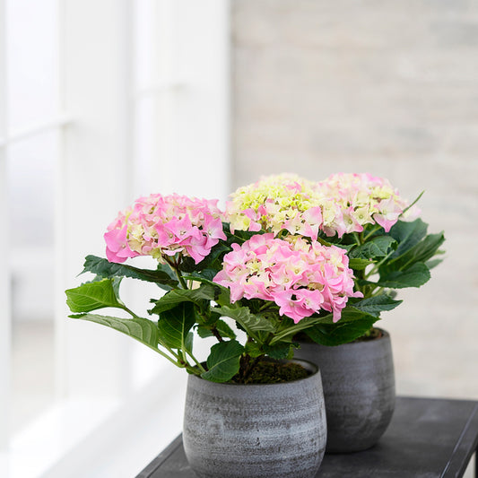 Hortensia, Hydrangea macrophylla, 12 cm potte (Kopi)