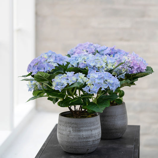 Hortensia, Hydrangea macrophylla, 12 cm potte