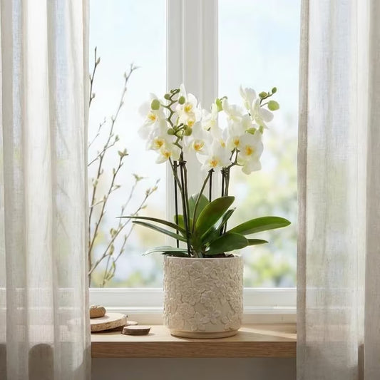 Orkidé, Phalaenopsis   hvid farver