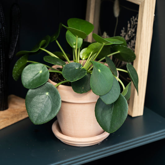 Kinesisk pengeplante, Pilea Peperomioides, Ø12 cm potte