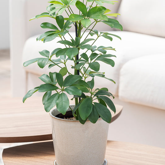 Paraplytræ, Schefflera arb. 'Nora', Ø13 cm potte