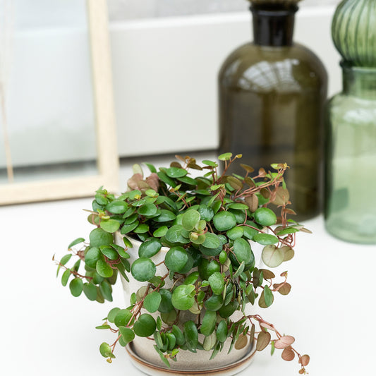 Radiatorplante , Peperomia pepperspot, Ø12 cm potte