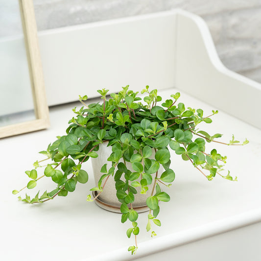 Radiatorplante, Peperomia Rotundifolia, Ø12 cm potte