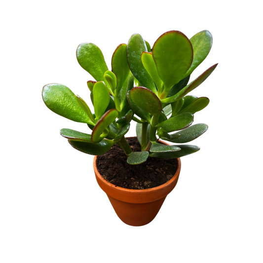 Sukkulent, Crassula