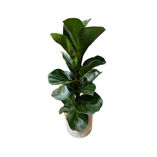 Violinfigen, Ficus Lyrata, Ø12 cm potte