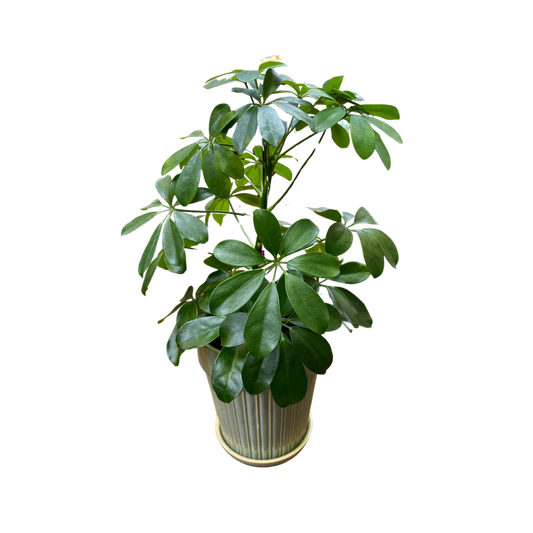 Paraplytræ, Schefflera arb. 'Nora', Ø13 cm potte