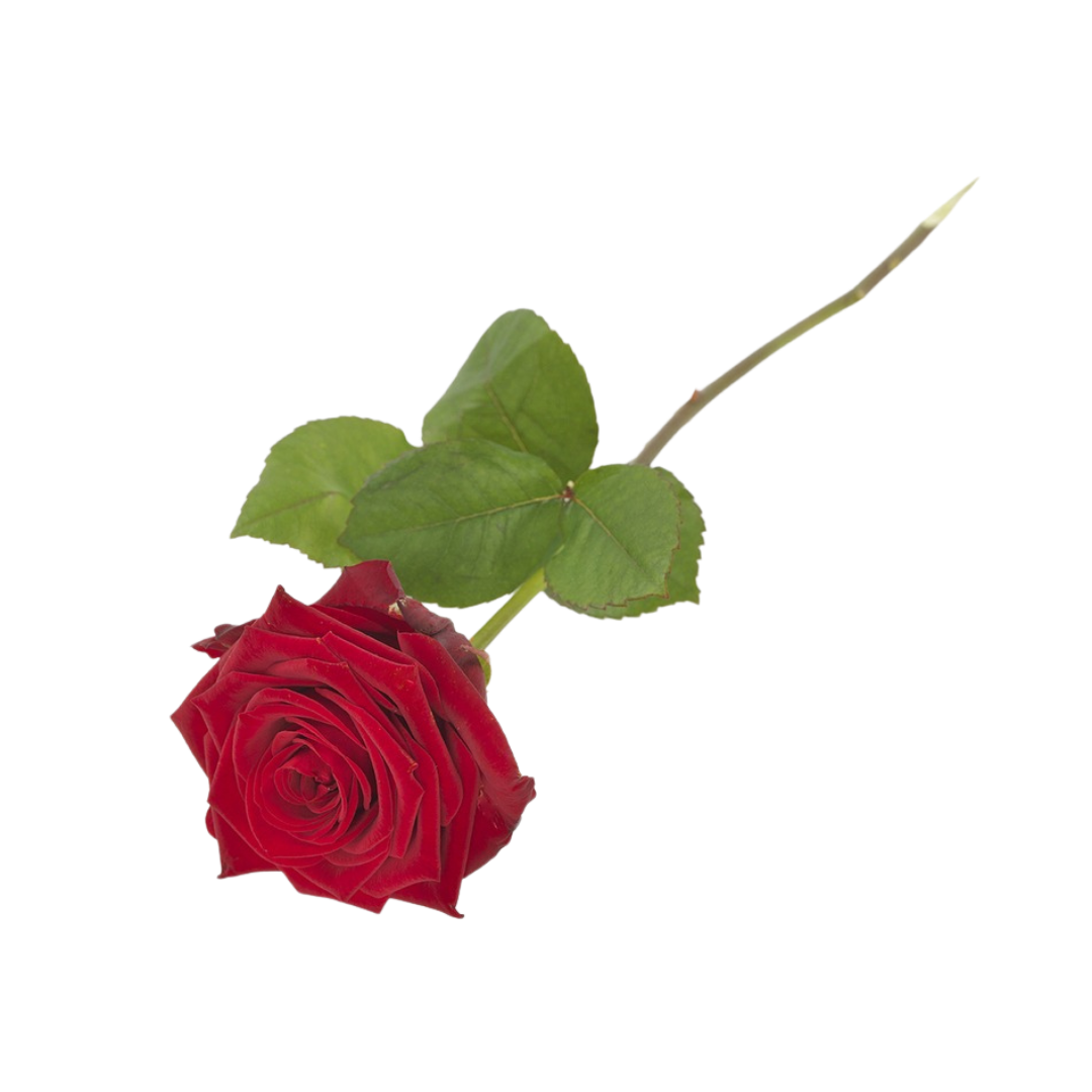 Langstilket rød rose – Tuana Blomster