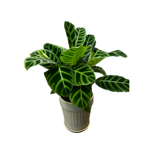 Fiskebensplante, Calathea Rufibarba, 13,5 cm potte