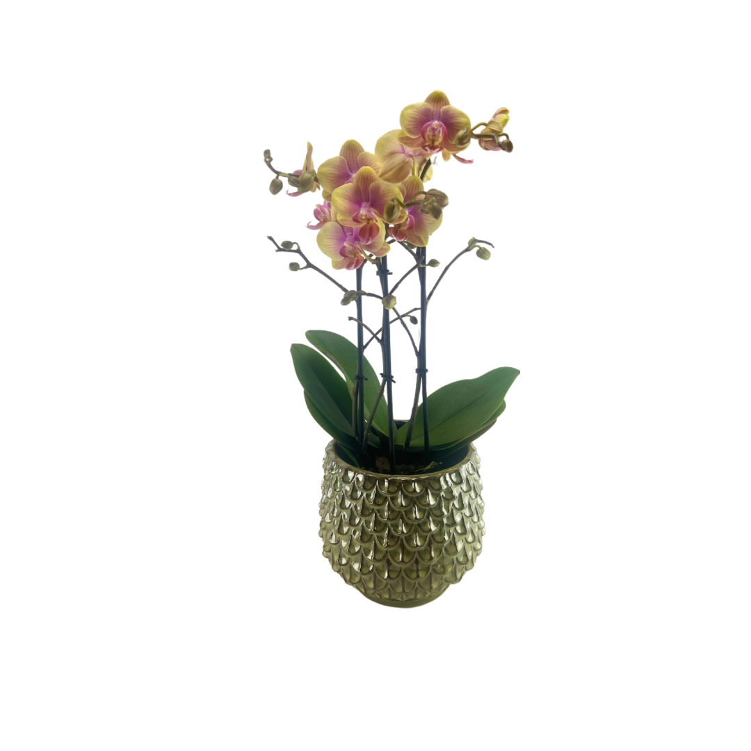 Orkidé, Phalaenopsis hybrid mult. Wit, Ø12 cm potte
