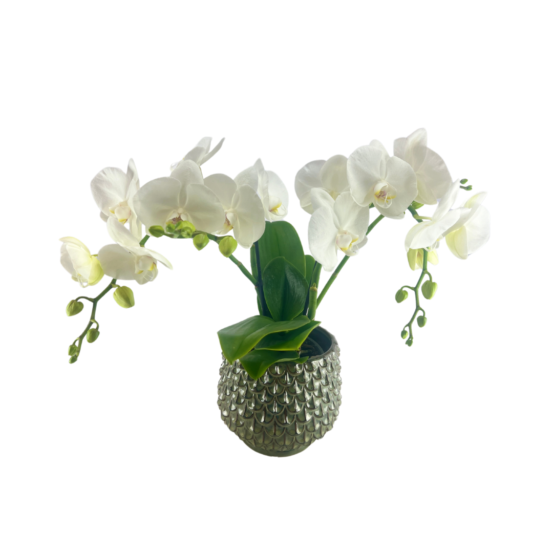 Hvid orkide