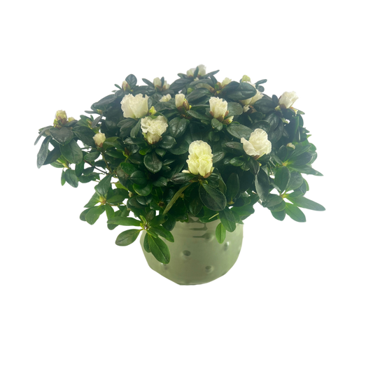 Hvid Azalea Elegance