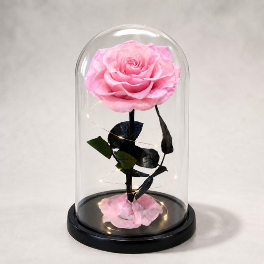 Lysende Evigheds Rose-Lyserøde